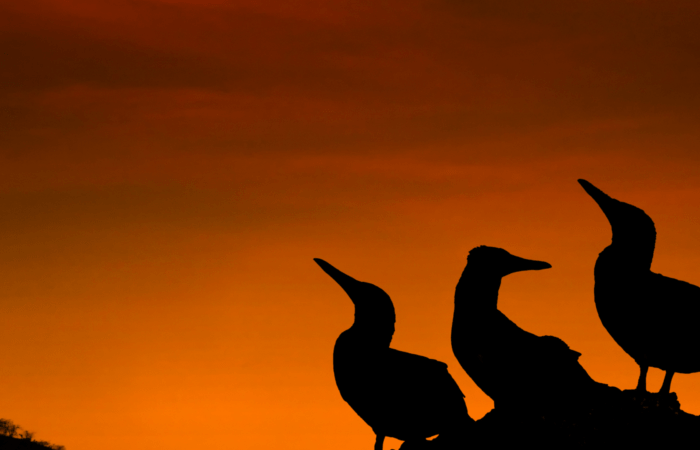Galapagos wildlife