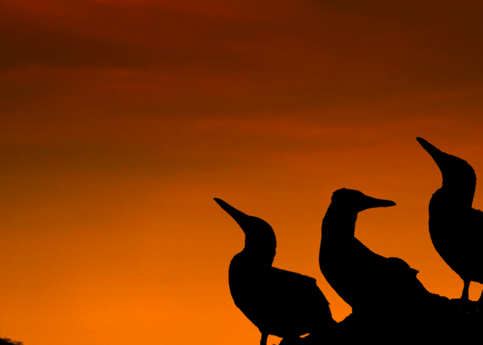 Galapagos wildlife